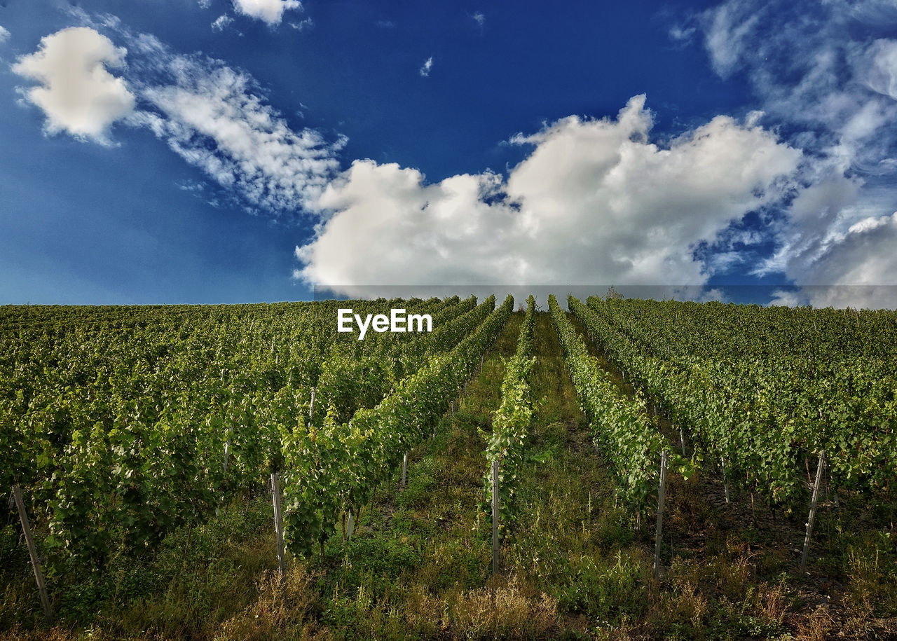 SCENIC VIEW OF FARM AGAINST SKY