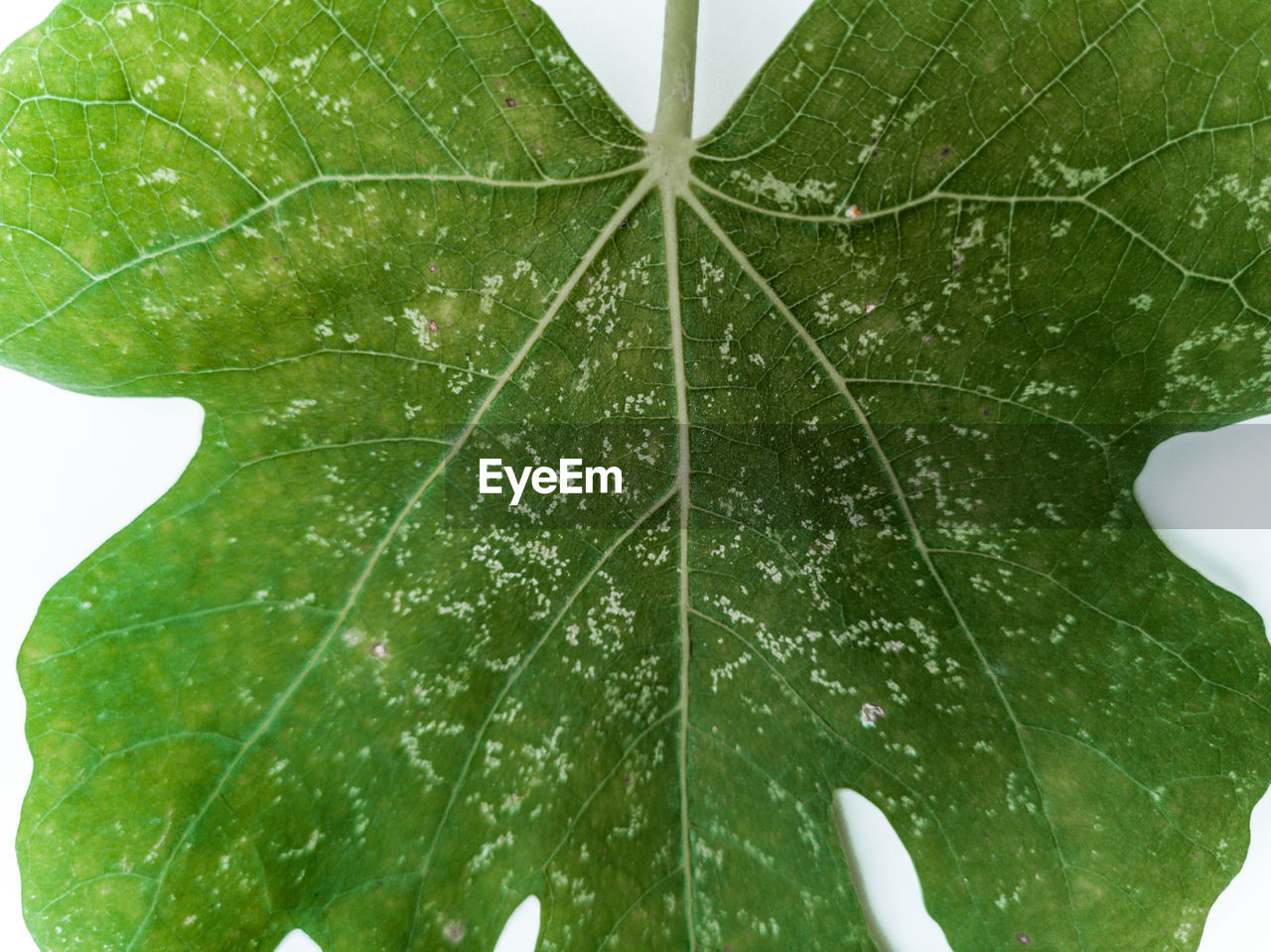 CLOSE-UP OF WATER DROPS ON LEAVES