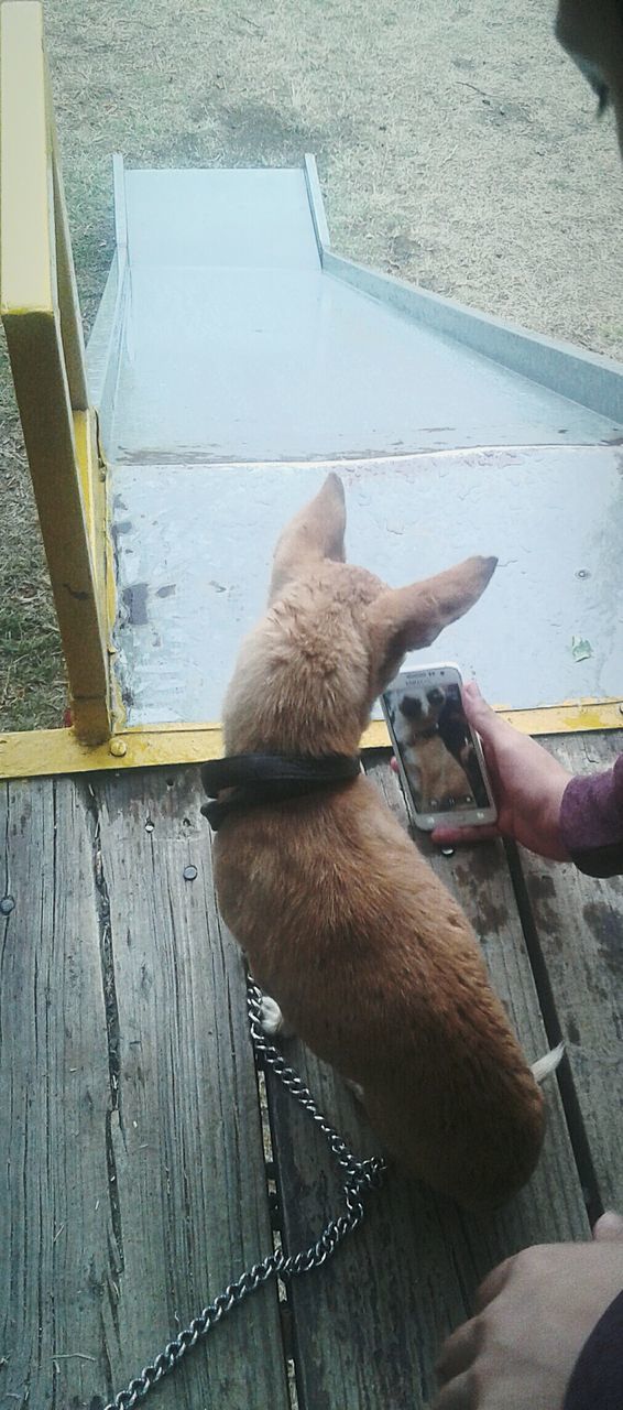 HIGH ANGLE VIEW OF DOG WITH HAND ON FLOOR