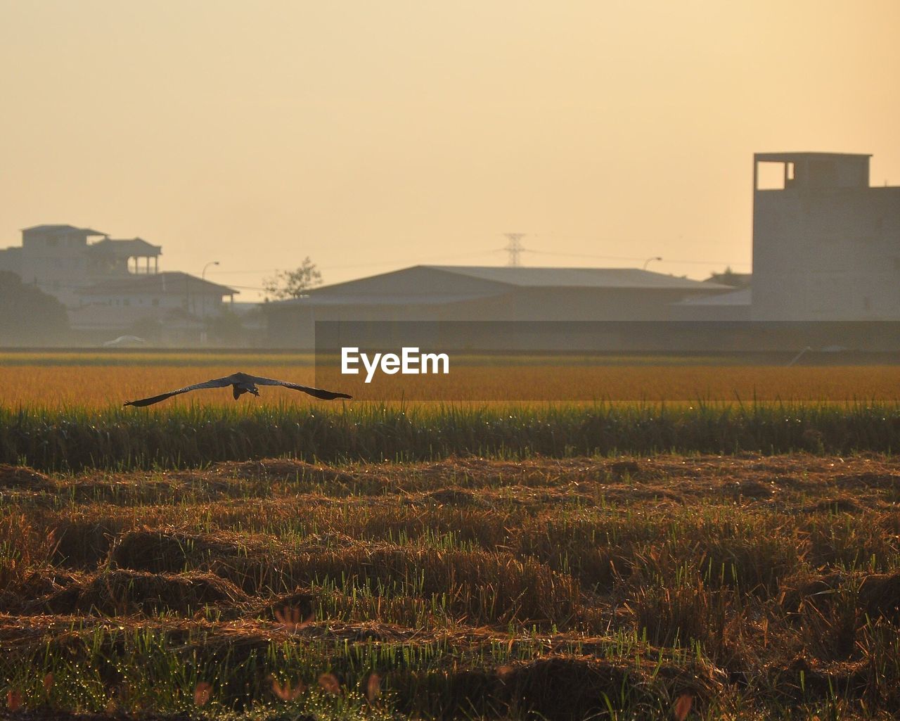 AGRICULTURAL FIELD AGAINST SKY DURING SUNSET