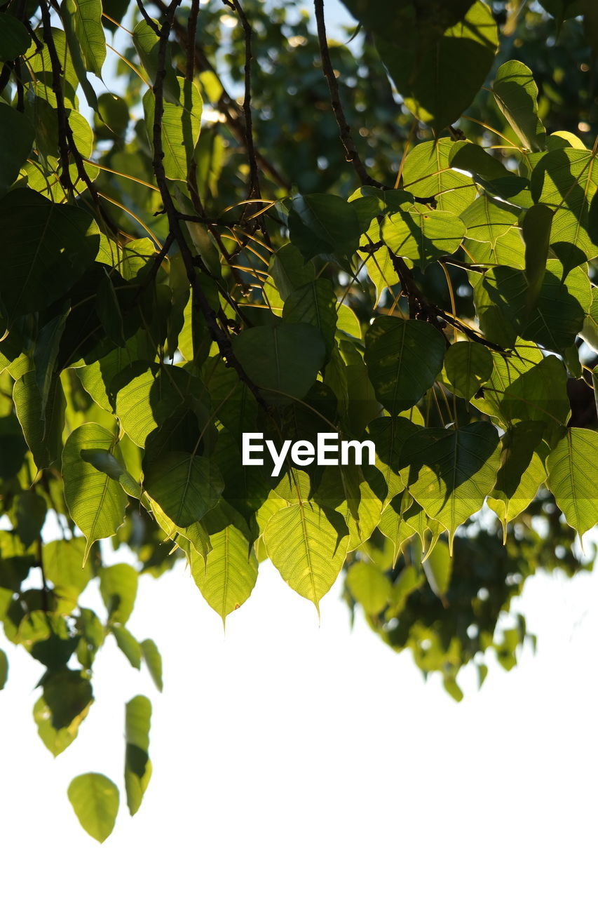 Close-up of leaves over white background