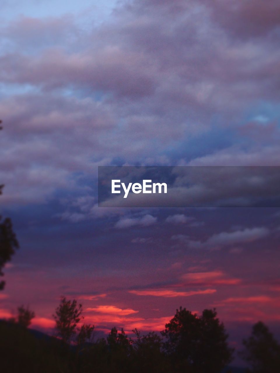 LOW ANGLE VIEW OF SILHOUETTE TREES AGAINST ORANGE SKY