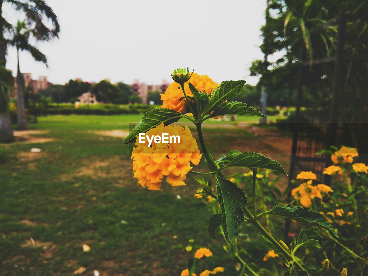 YELLOW FLOWERS BLOOMING OUTDOORS