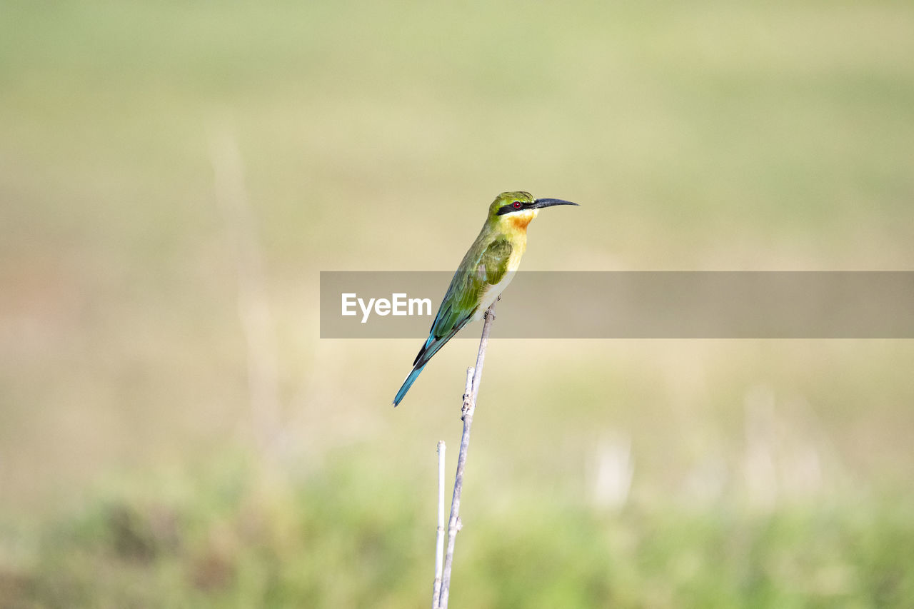 BIRD PERCHING ON A FIELD OF A BLURRED BACKGROUND