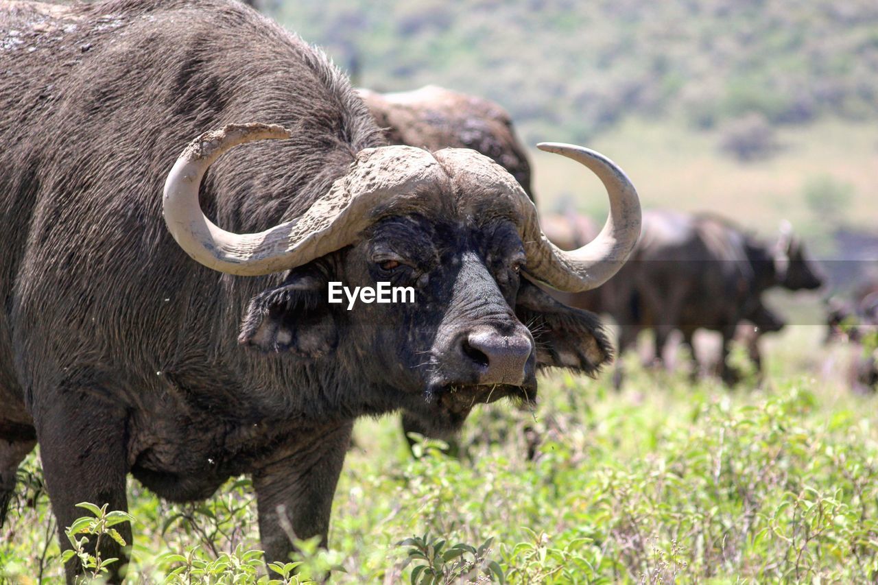 African buffaloes grazing on field at lake nakuru national park