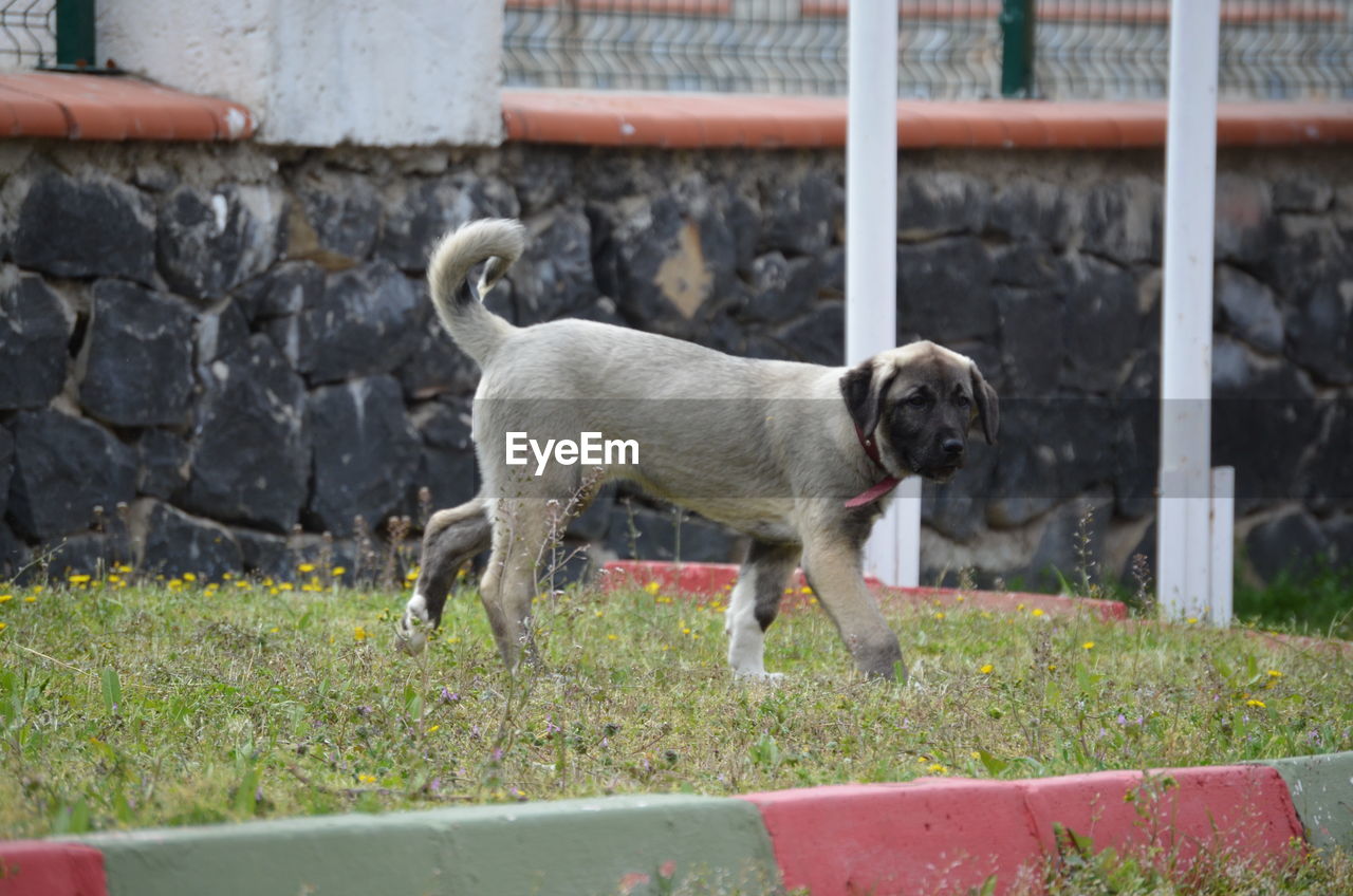 DOG STANDING ON GRASS