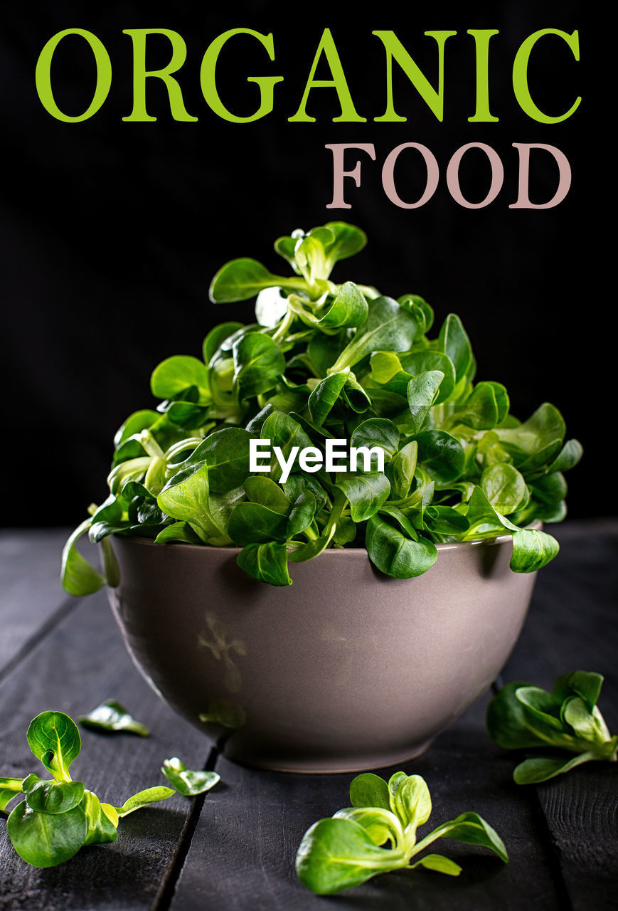 CLOSE-UP OF VEGETABLES ON PLANT TABLE