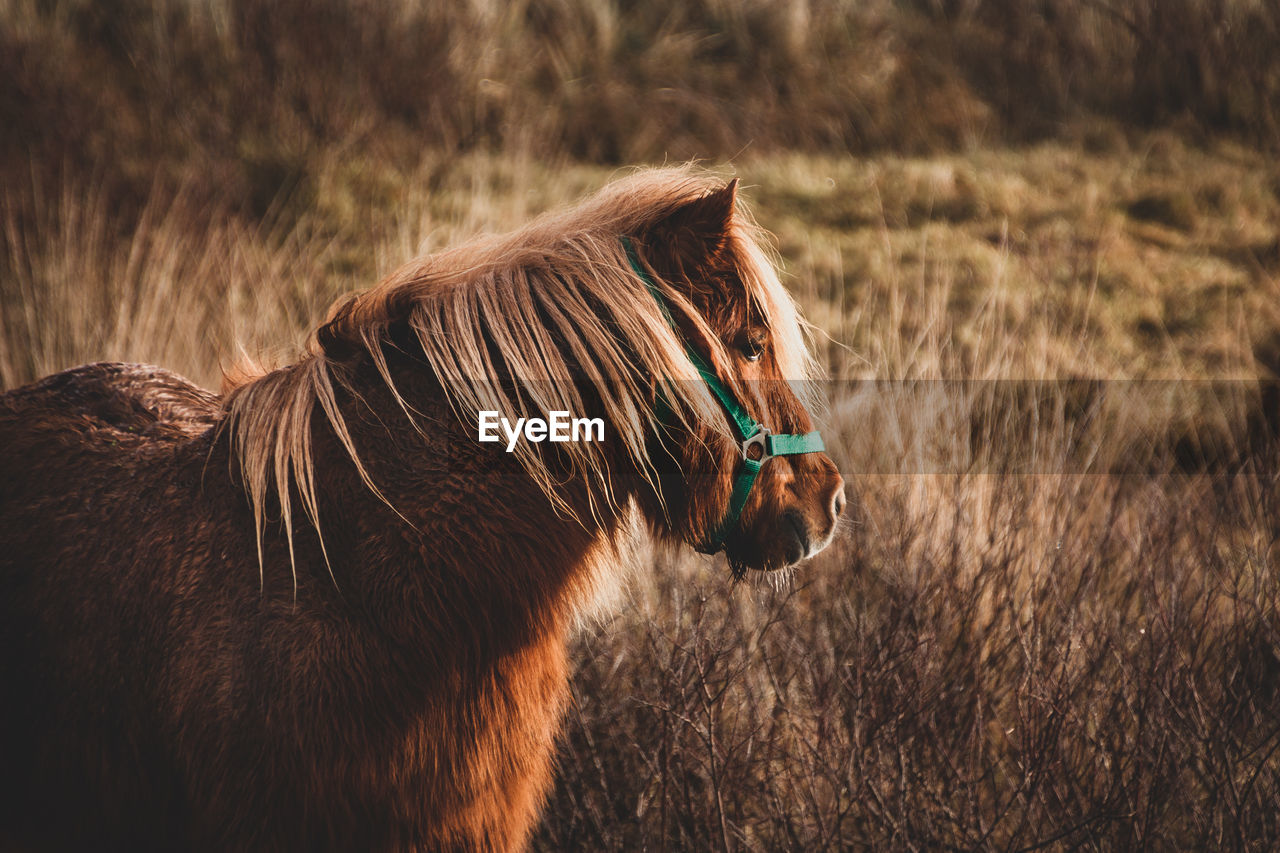 HORSE ON FIELD