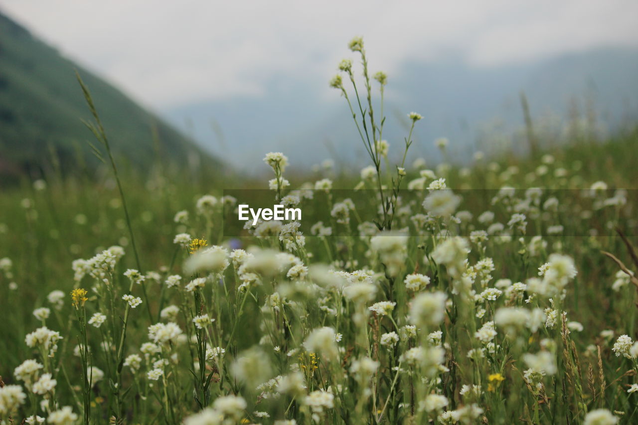 Close-up of flowering plants growing on field