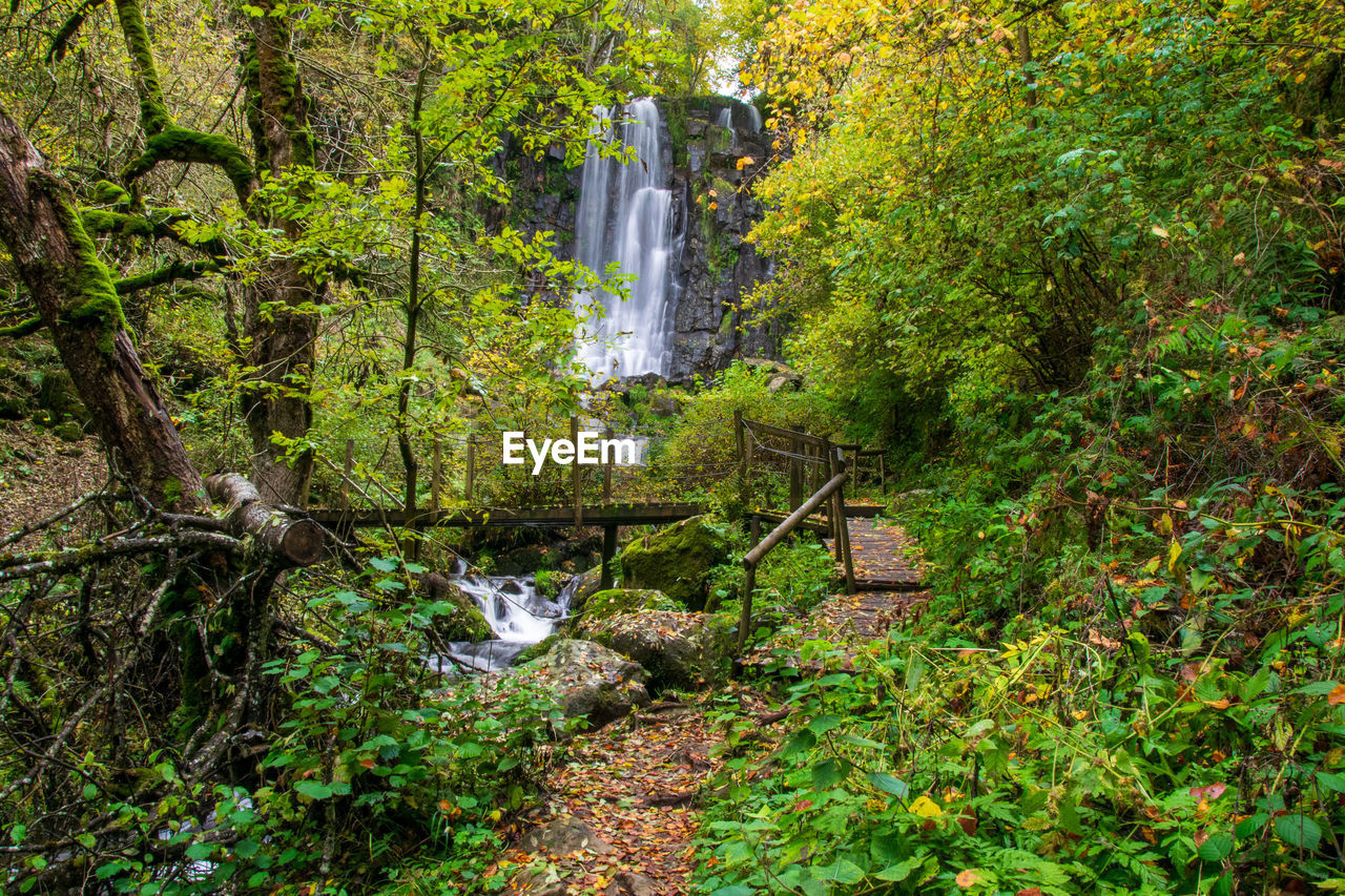 View of waterfall in forest