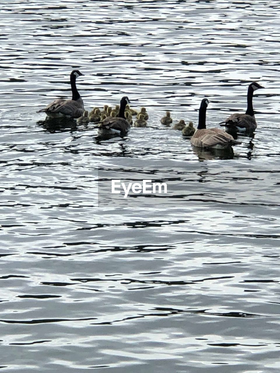 BIRDS IN WATER