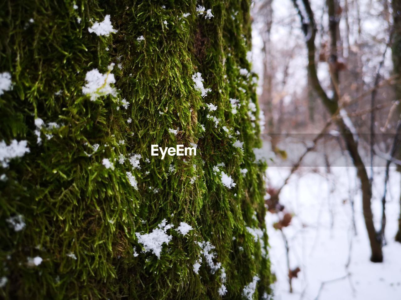 CLOSE-UP OF SNOW ON PLANT