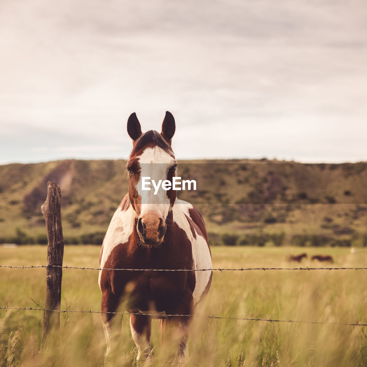 PORTRAIT OF A HORSE ON FIELD