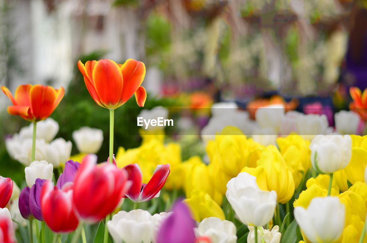 Close-up of tulips in bloom