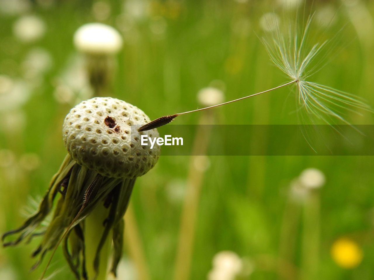 CLOSE-UP OF DANDELION ON FLOWER