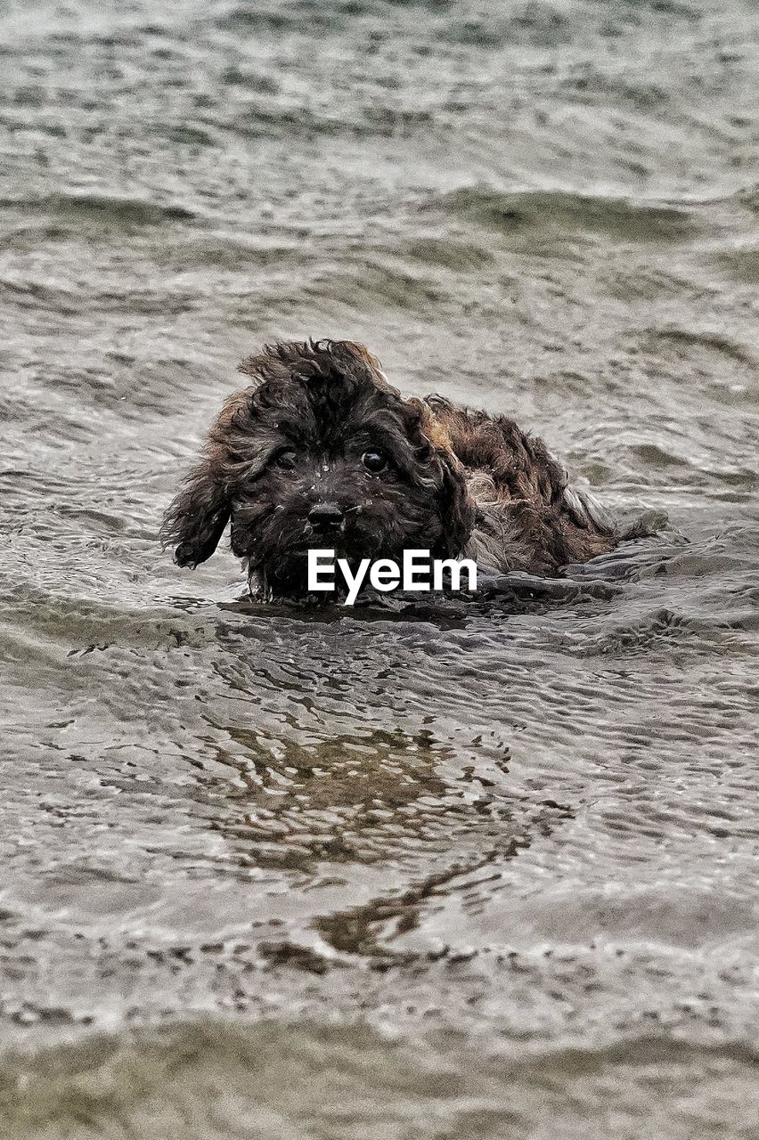 Close-up of swimming dog in sea