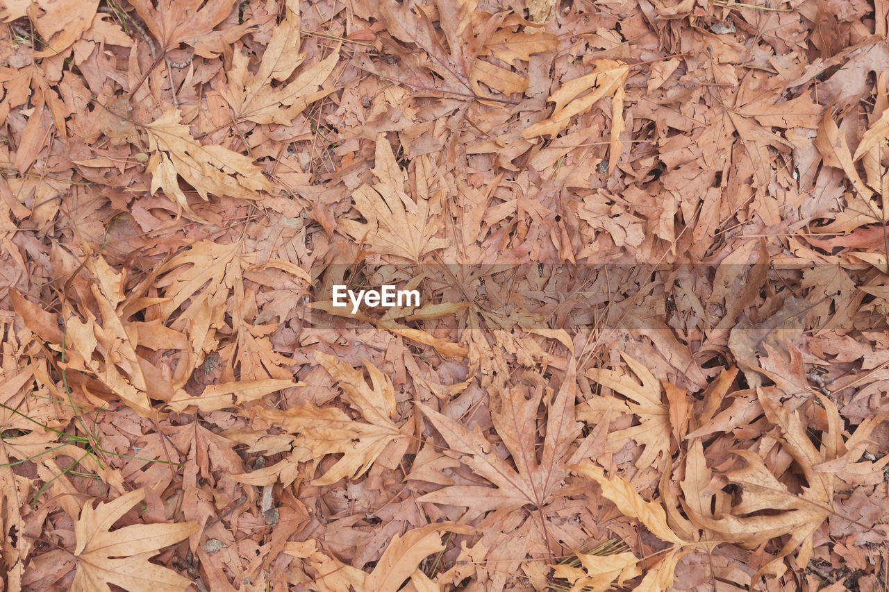 HIGH ANGLE VIEW OF DRIED LEAVES ON WOOD