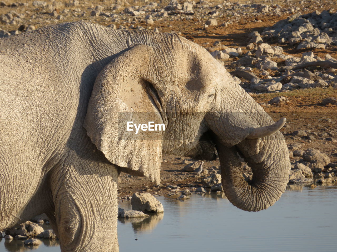 VIEW OF ELEPHANT DRINKING WATER
