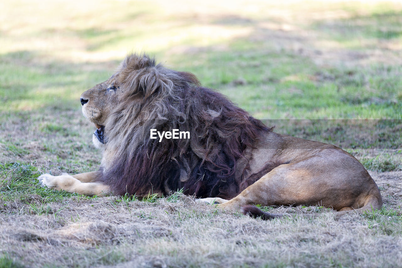 Lion resting in the shade.