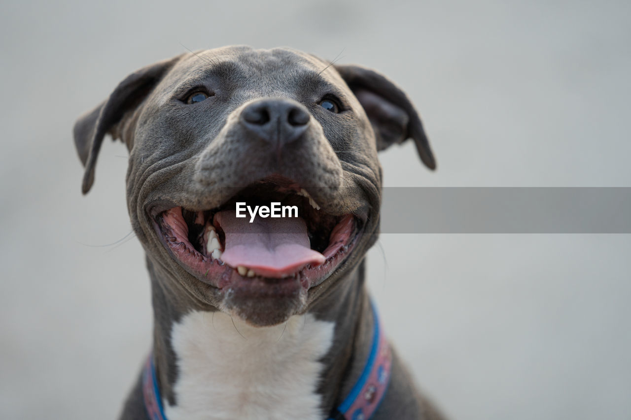 Pitbull puppy smiles in a close up head shot after playing hard