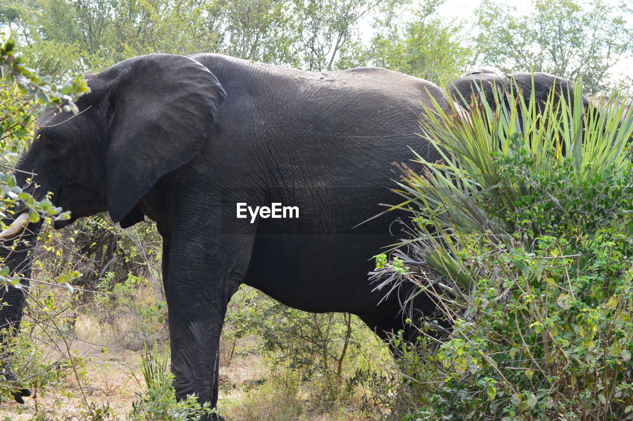 ELEPHANT IN A FOREST