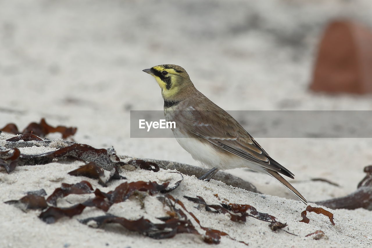 CLOSE-UP OF A BIRD PERCHING ON LAND