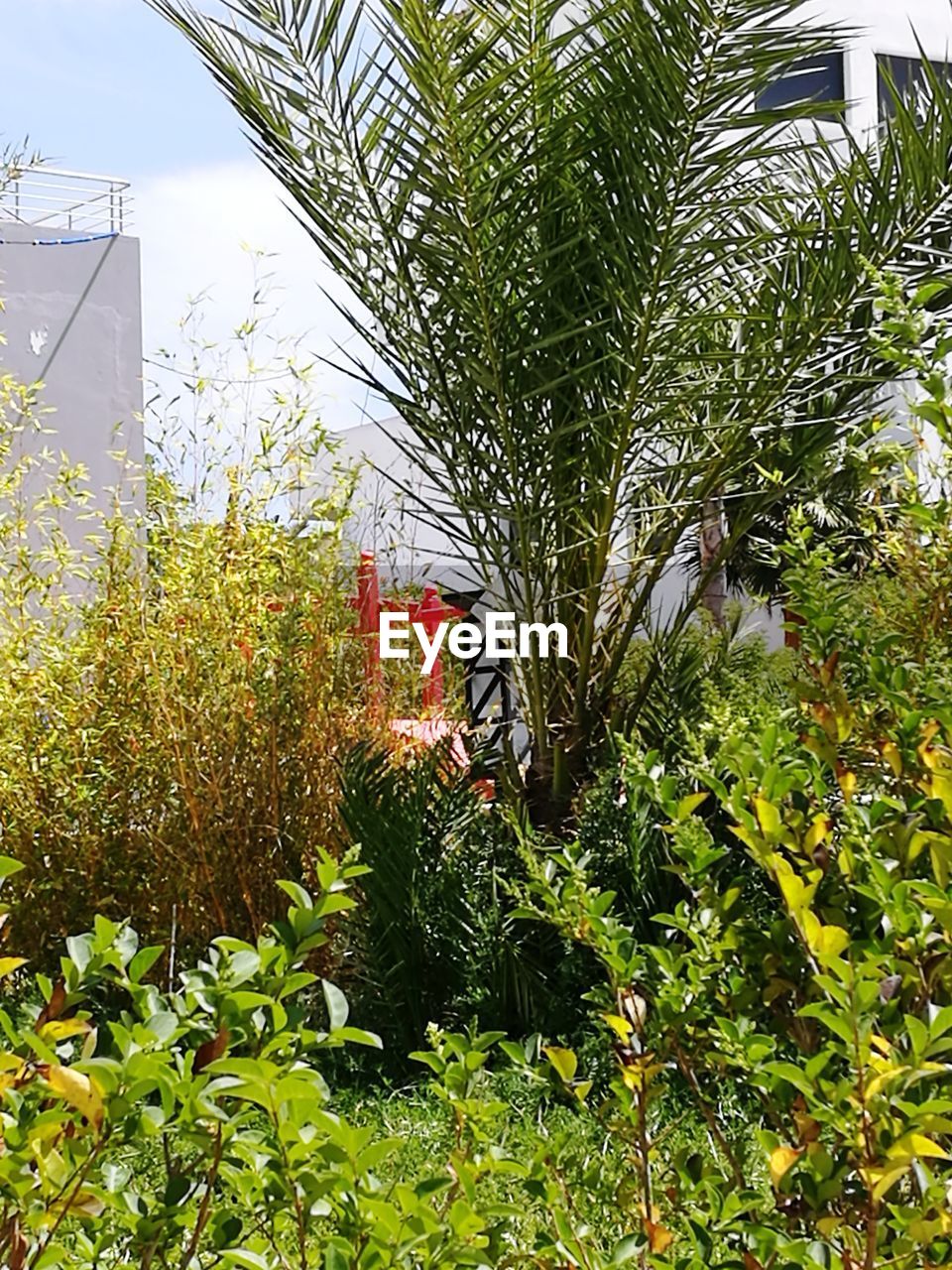 VIEW OF TREE IN GREENHOUSE