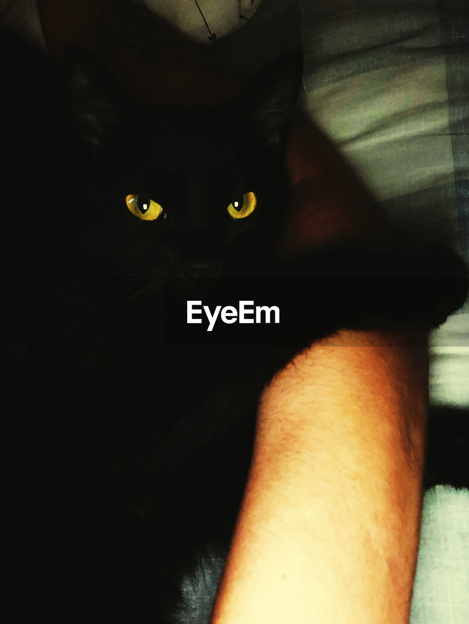 CLOSE-UP PORTRAIT OF A CAT WITH SHADOW ON BED