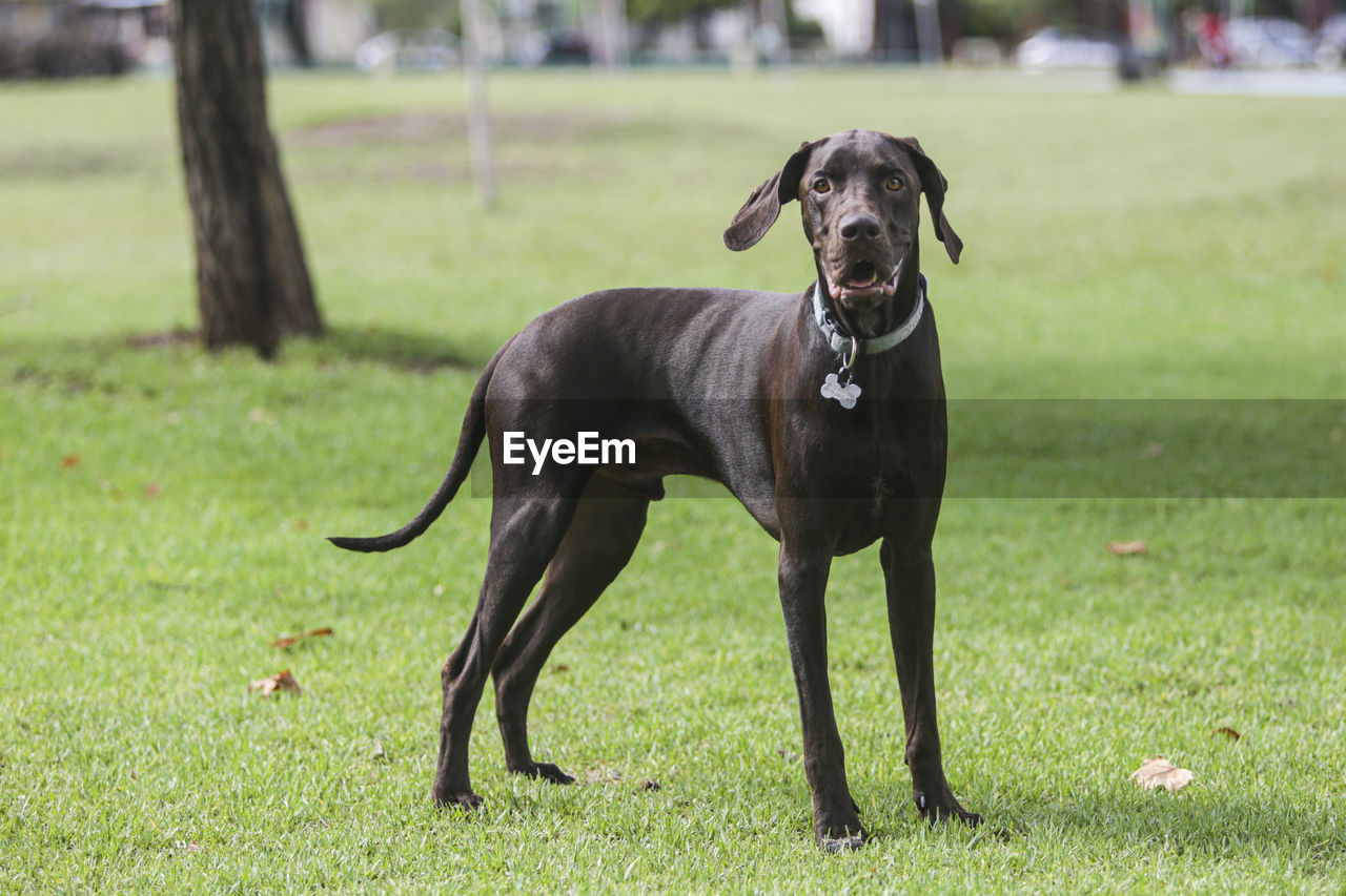 PORTRAIT OF BLACK DOG ON GRASS