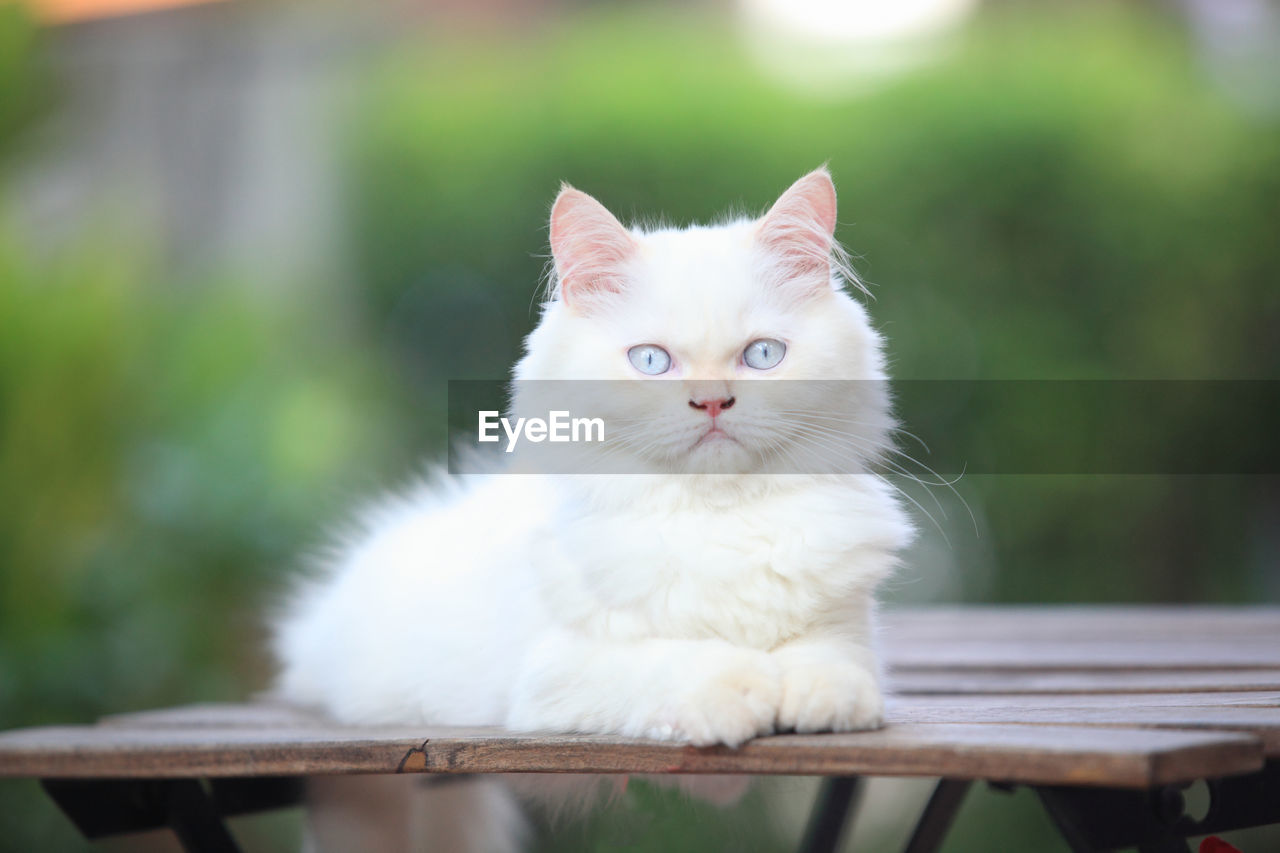 PORTRAIT OF WHITE CAT ON TABLE