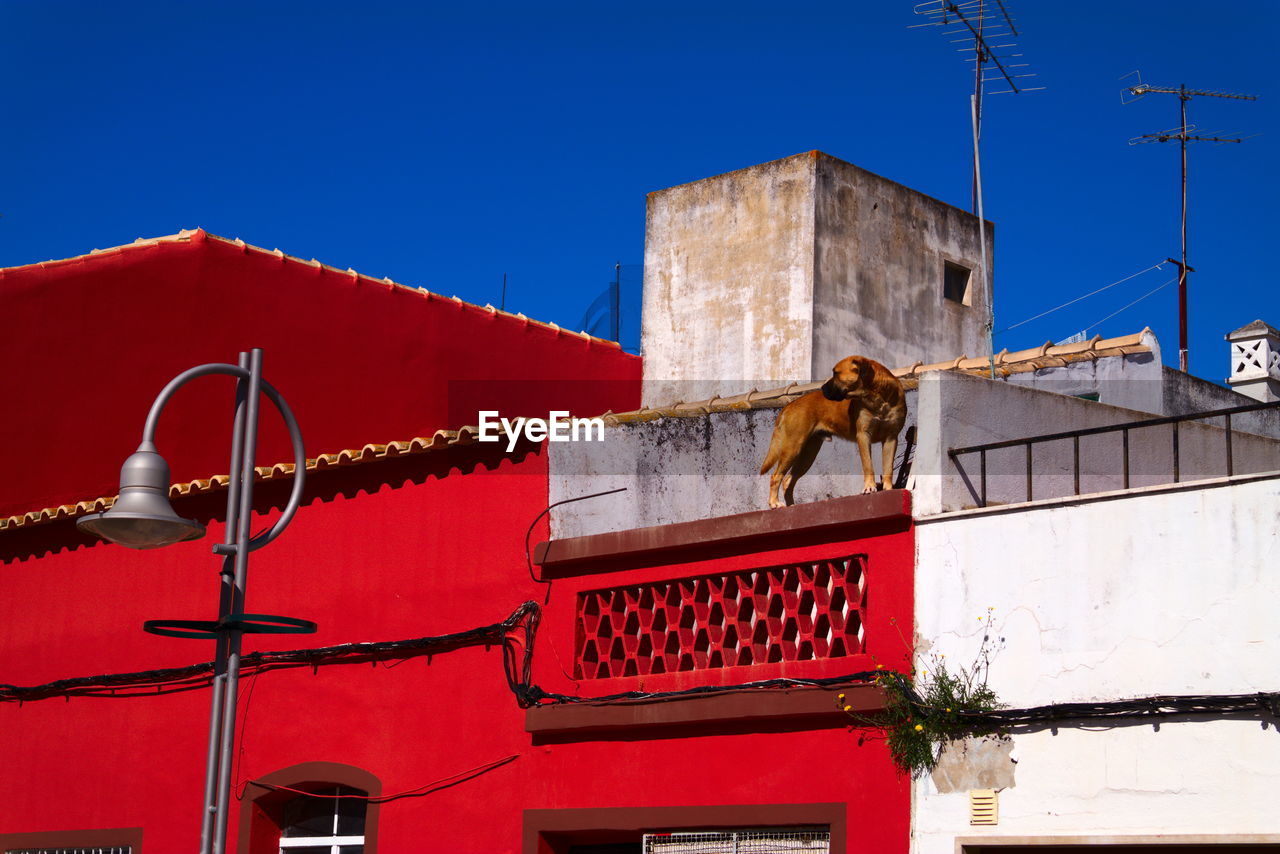 Low angle view of building against sky with a dog on a red rooftop in portugal 