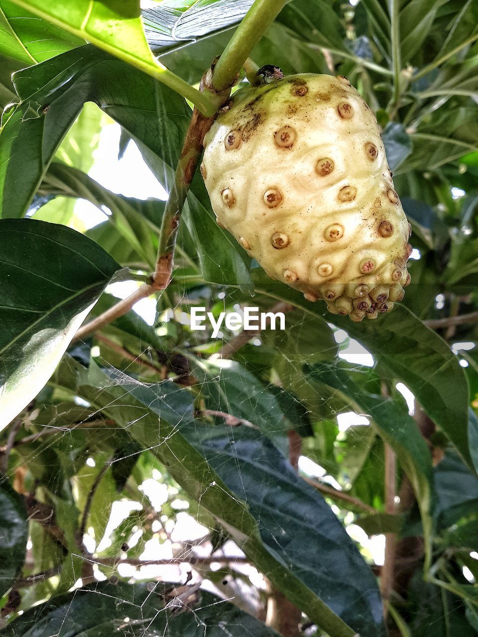 CLOSE-UP OF FLOWER TREE