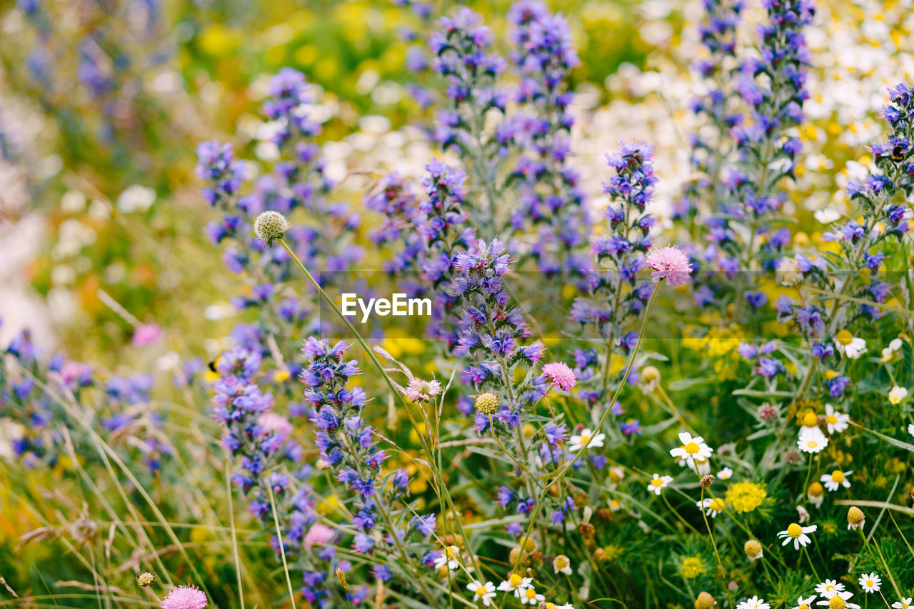 CLOSE-UP OF FLOWERING PLANTS ON FIELD