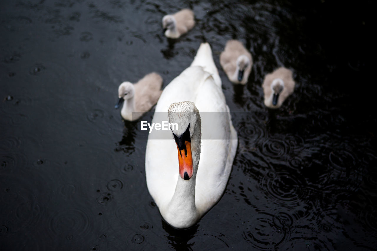 High angle view of swan and cygnets swimming on pond