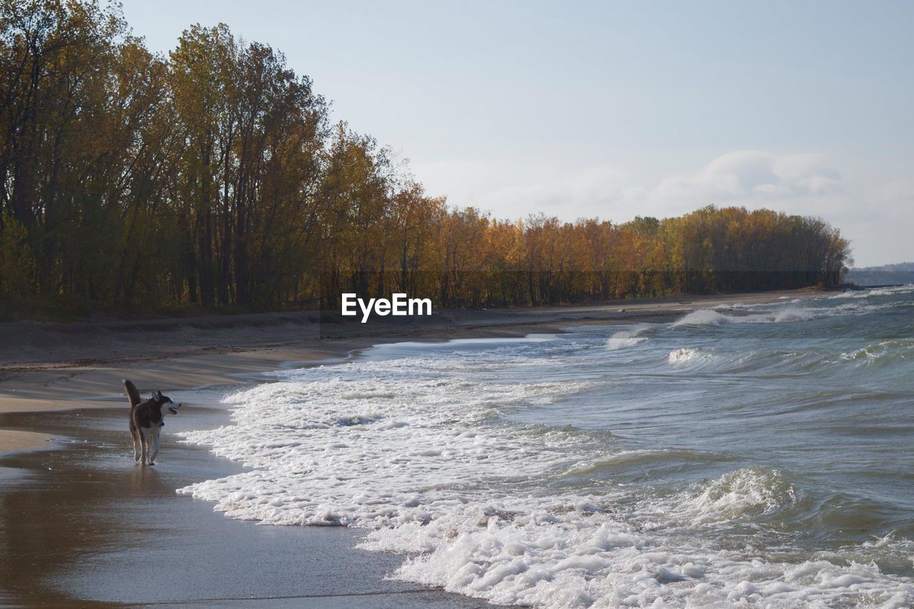 SCENIC VIEW OF SEA BY TREES IN FOREST