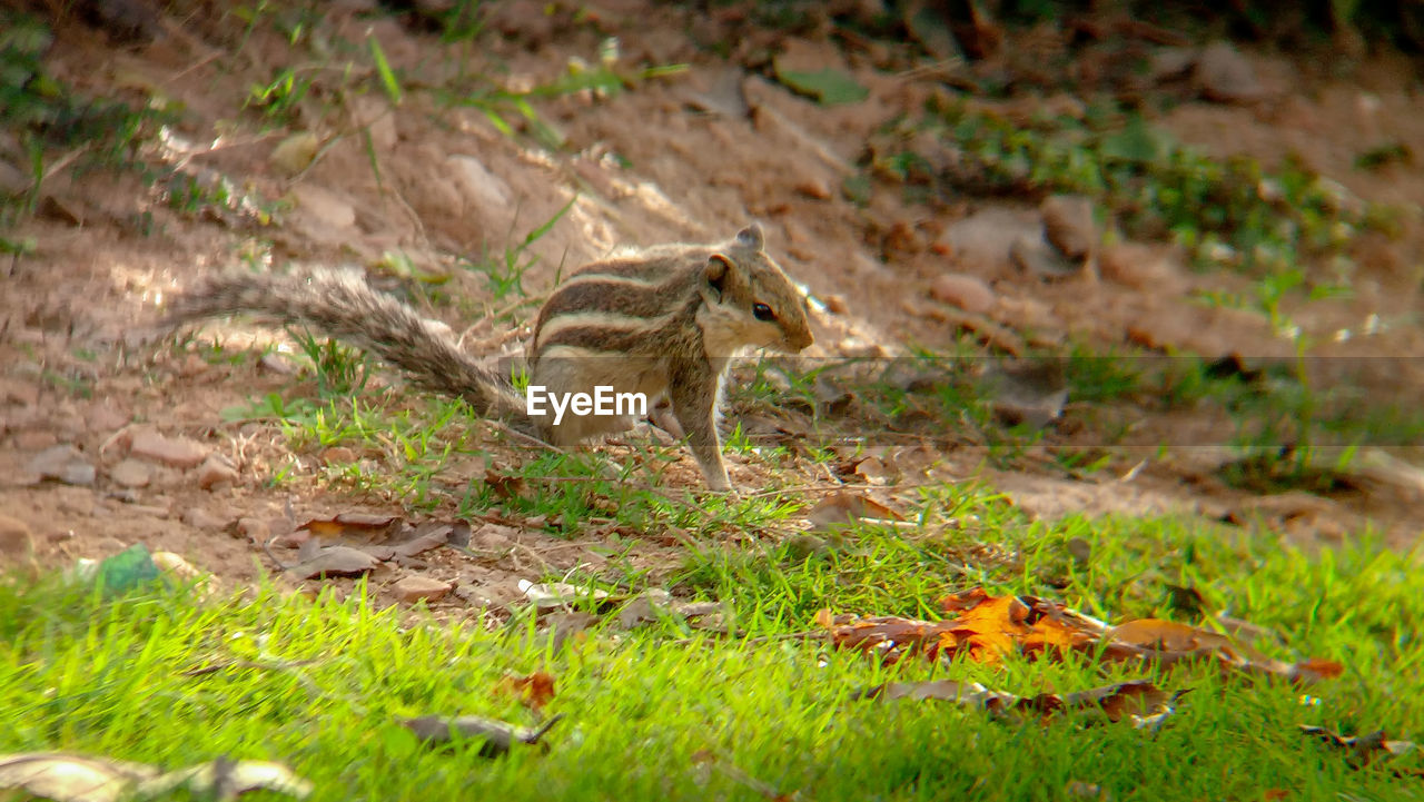 VIEW OF LIZARD ON LAND