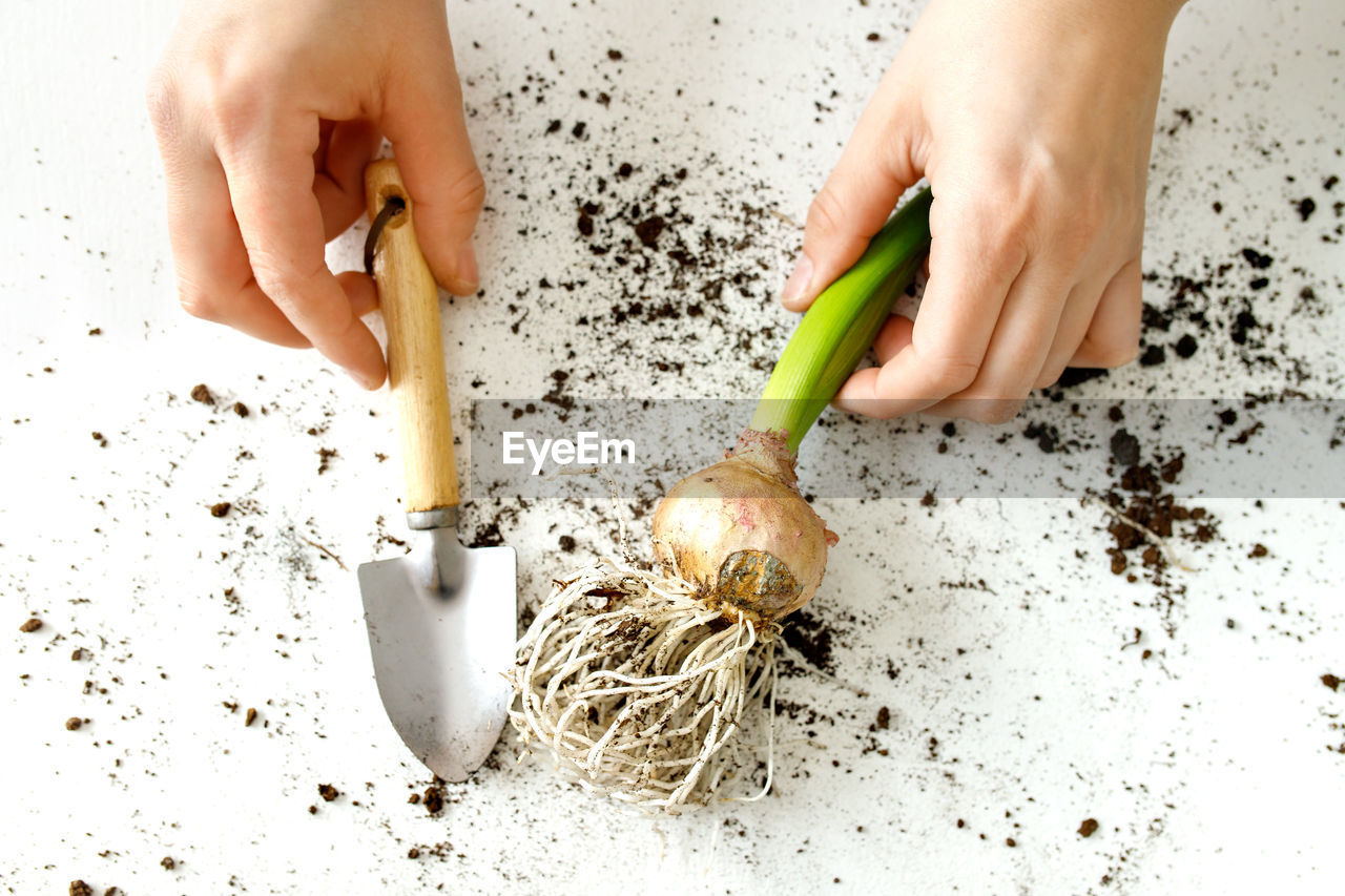 A small garden shovel for indoor plants and hyacinth bulb in the hands of a florist