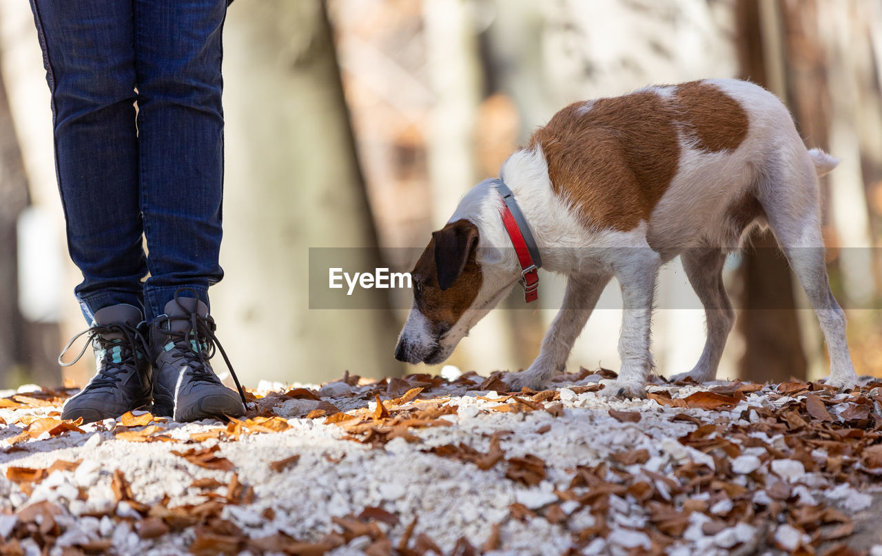 Jack russel terrier in the forest.