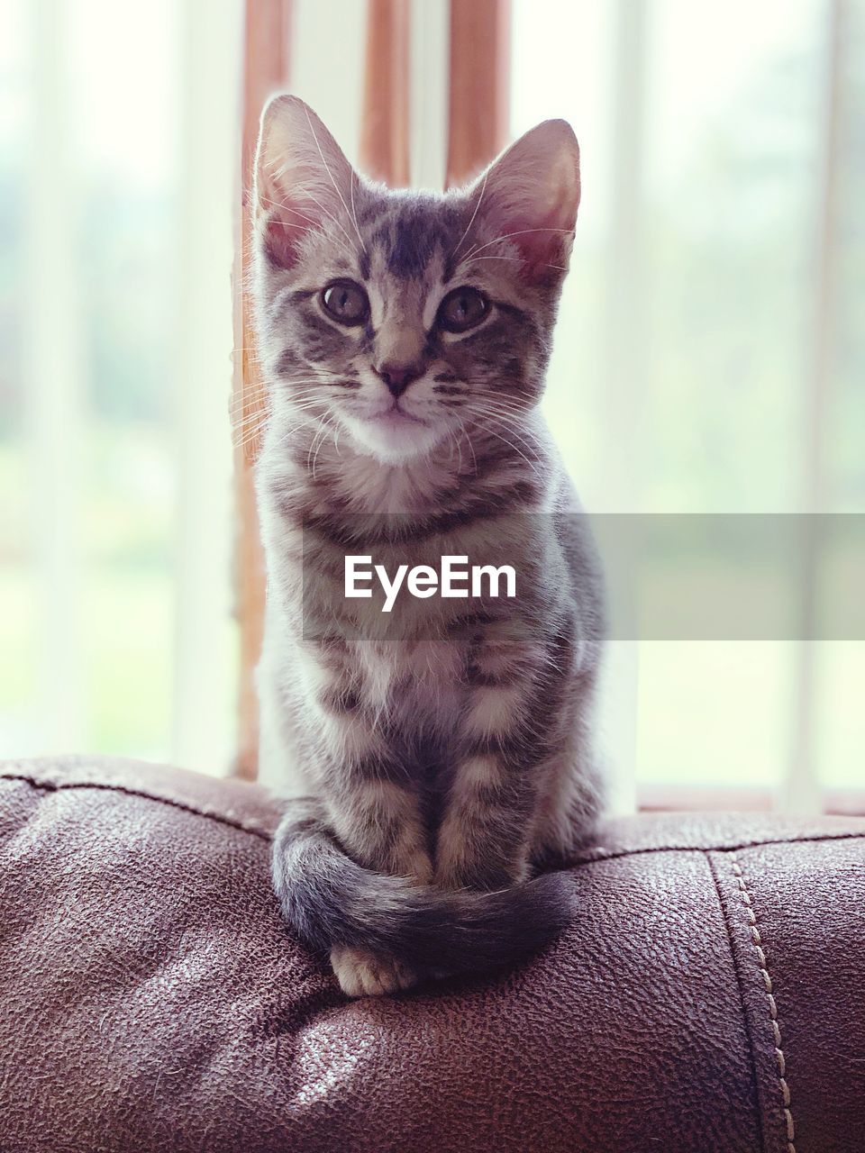 PORTRAIT OF CAT SITTING ON FLOOR