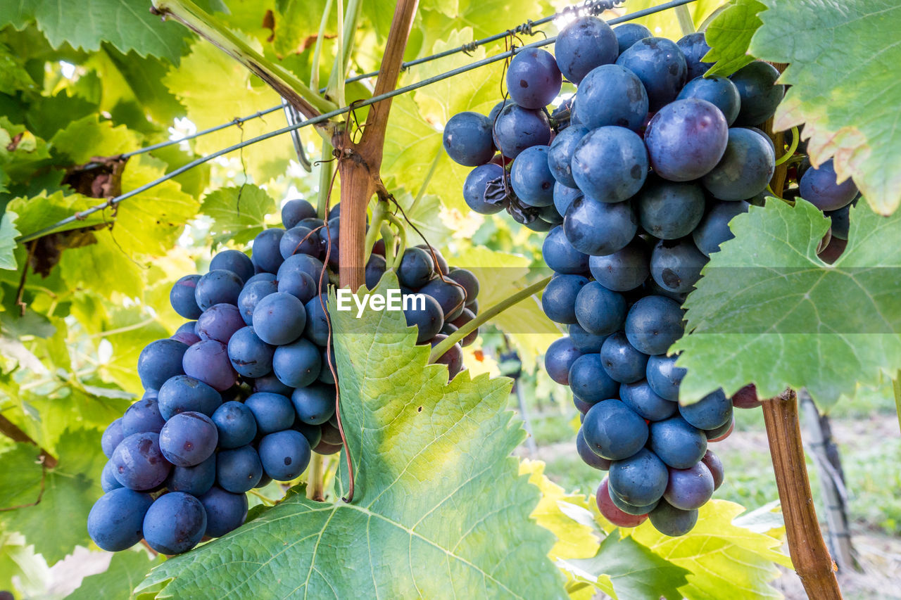VIEW OF GRAPES