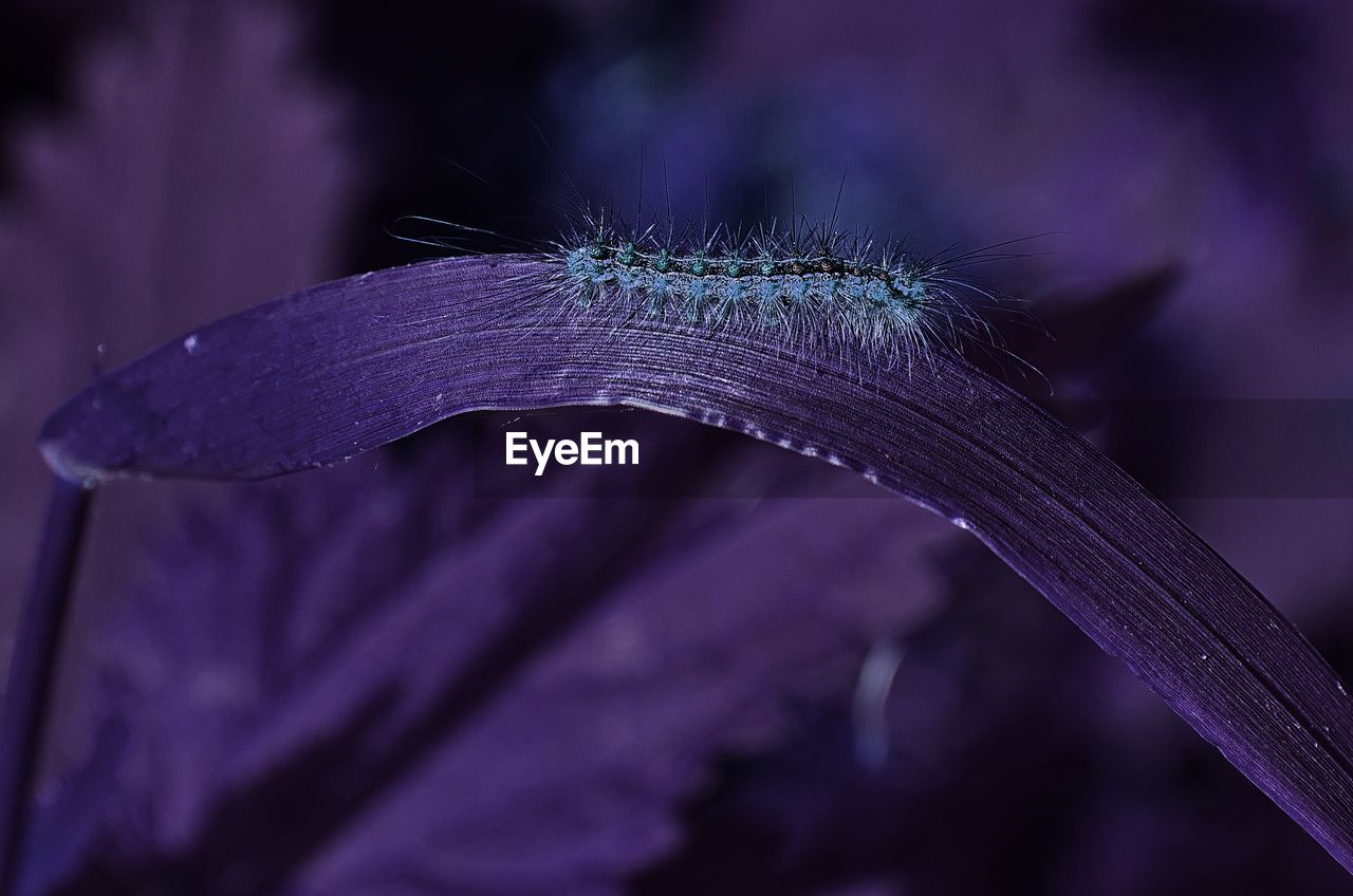 purple, blue, macro photography, close-up, plant, nature, animal, beauty in nature, flower, animal themes, no people, violet, focus on foreground, one animal, fragility, flowering plant, animal wildlife, outdoors, insect, growth, freshness, leaf
