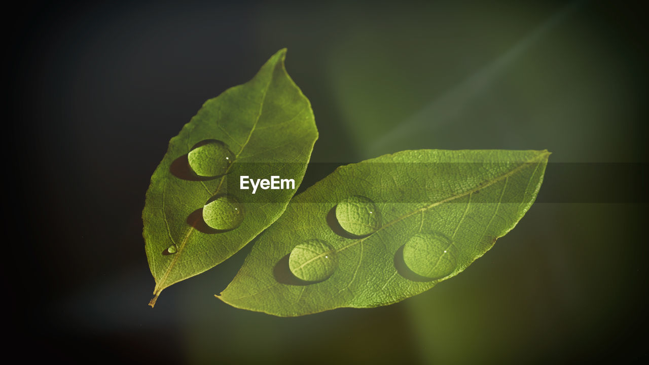 CLOSE-UP OF WATER DROP ON LEAF AGAINST BLACK BACKGROUND