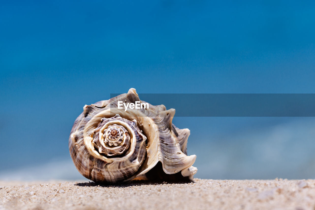 Close-up of seashell against blue sky