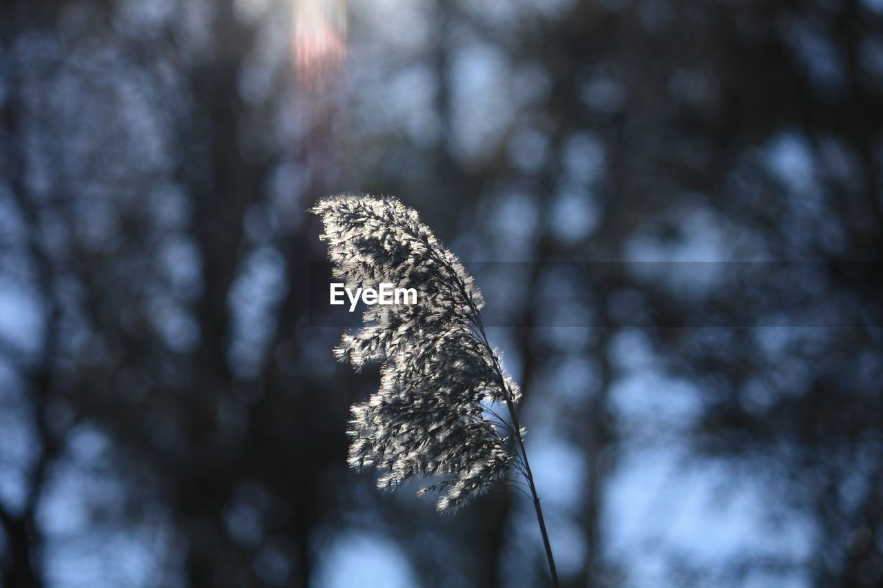 CLOSE-UP OF TREE BRANCH IN WINTER