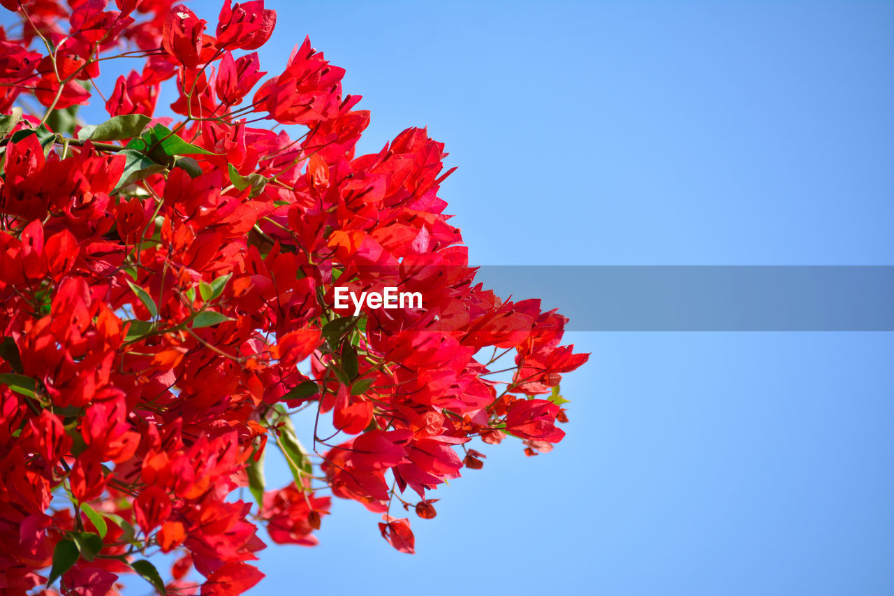 Beautiful and colorful bougainvillea flowers