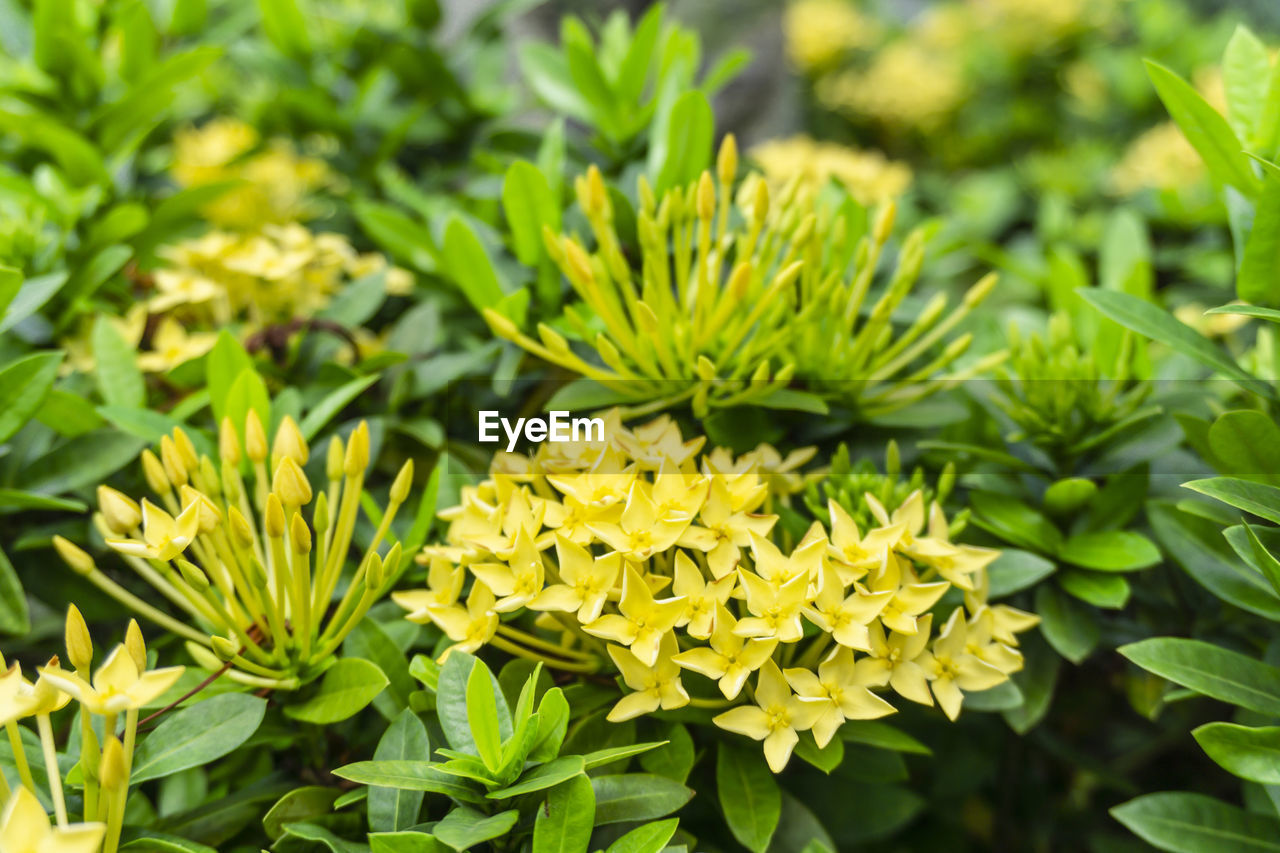 Bunches of yellow petals ixora blossom on green leaf, know as west indian jasmine or jungle flame