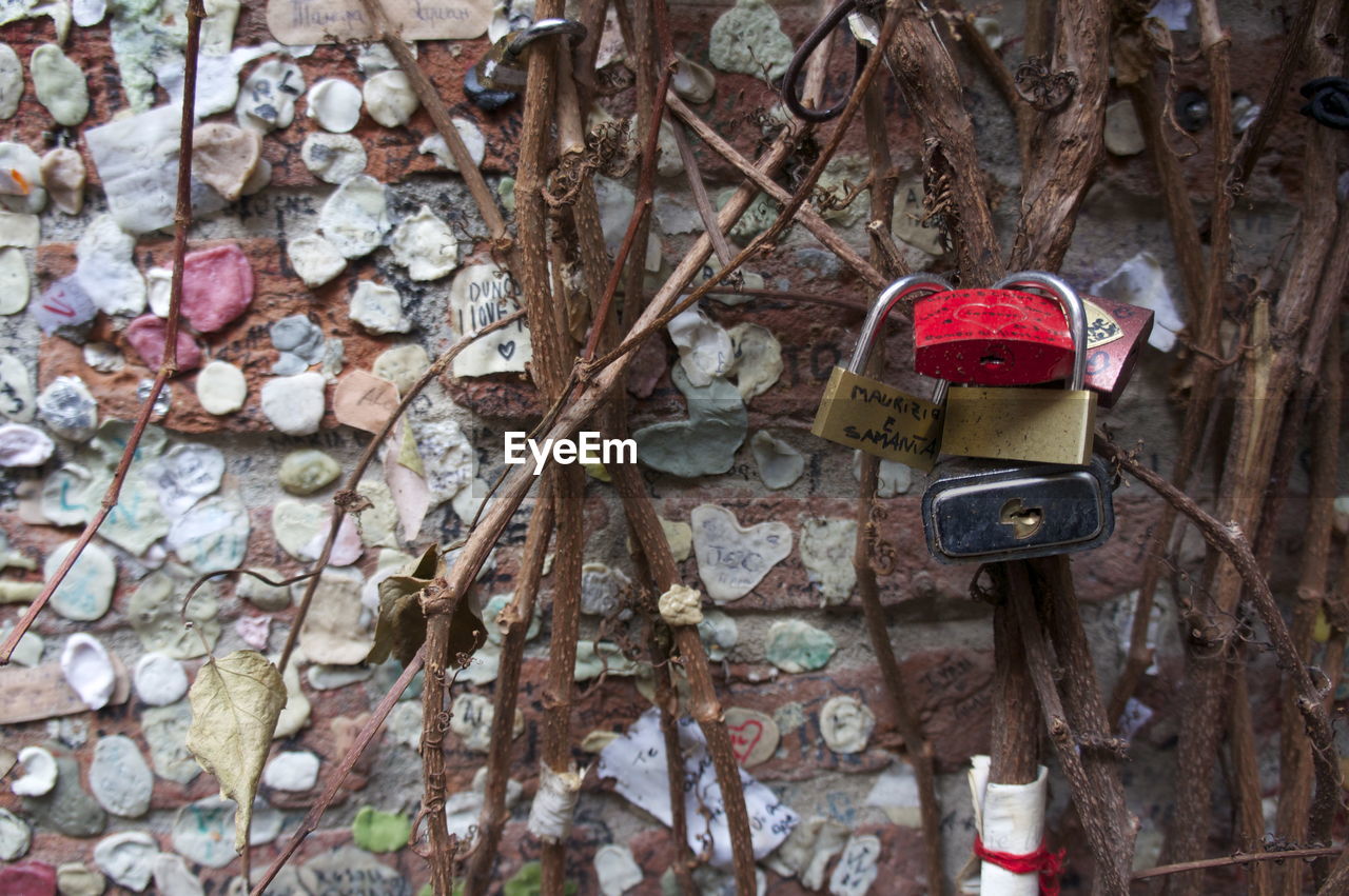 Padlocks attached to dried plants