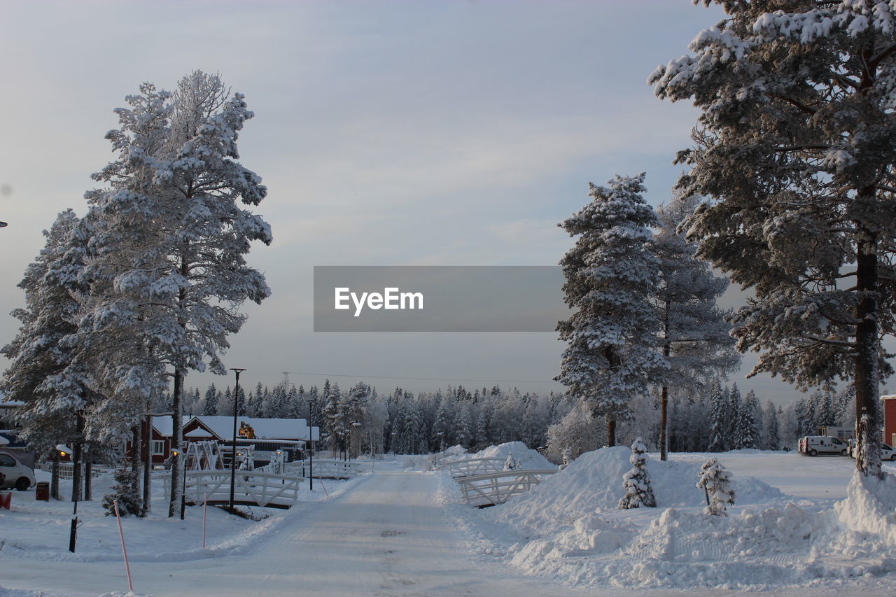 Trees on snow covered field against sky