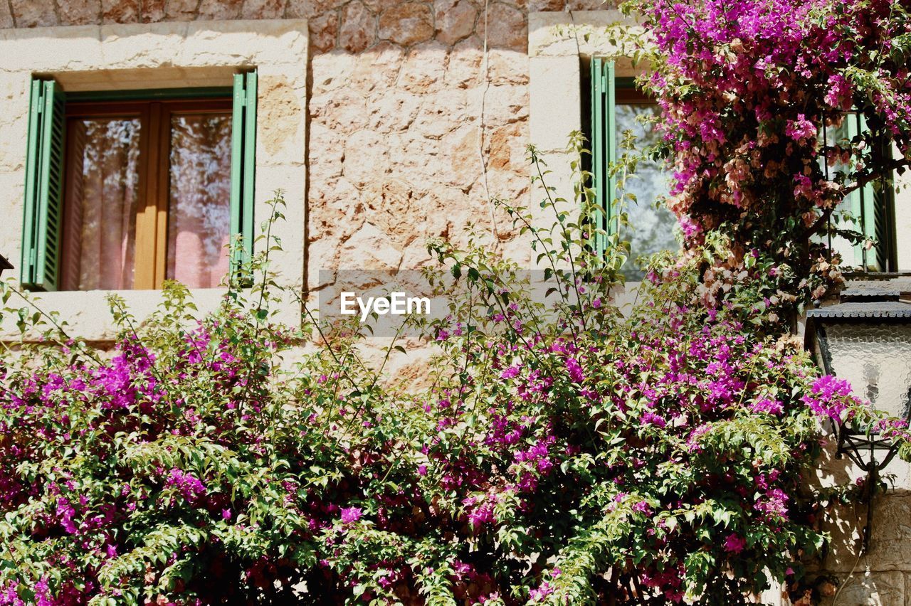 PINK FLOWERING PLANT AGAINST BUILDING