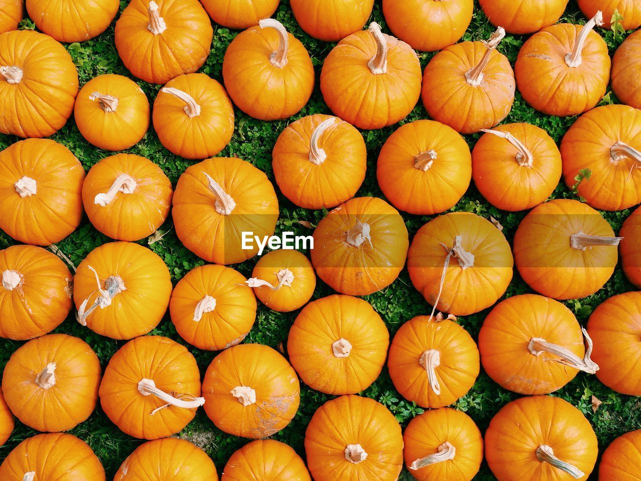 Full frame shot of pumpkins on field